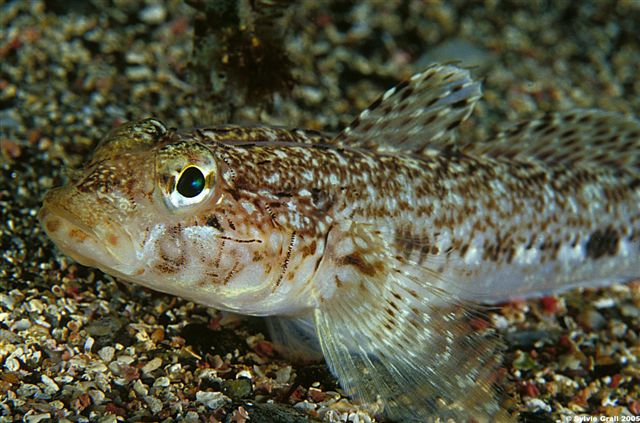 Gobius geniporus